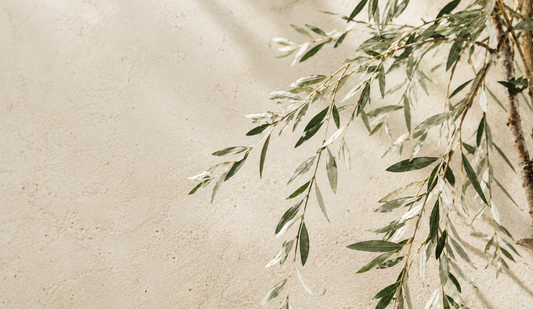 White Willow Bark 101: What It Is, Benefits & How It Works